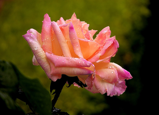 Flower, Santa Barbara by Louis La Croix