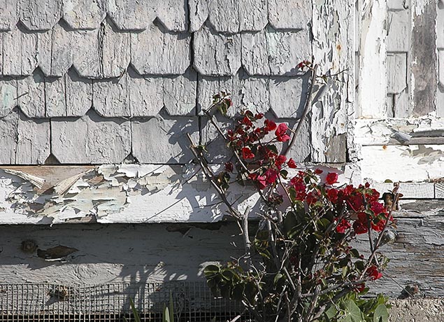 House with Flower, Crystal Cove by Louis La Croix